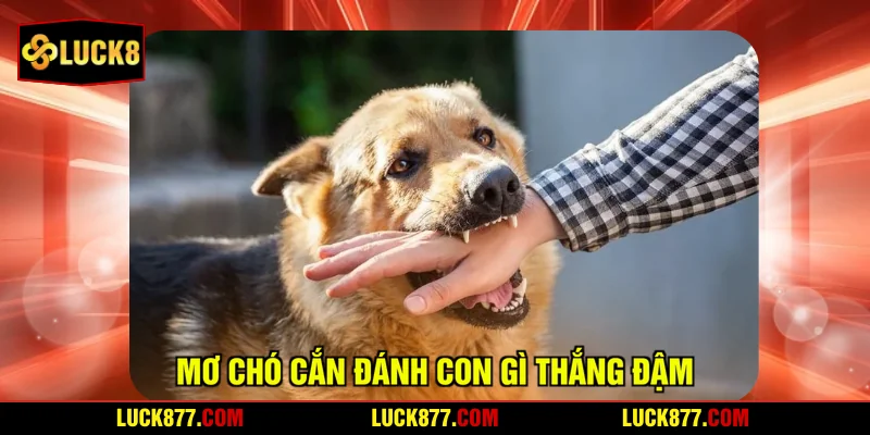 Mơ chó cắn đánh con gì thắng đậm